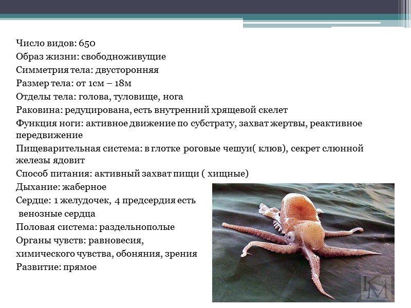 Число видов: 650 Образ жизни: свободноживущие Симметрия тела: двусторонняя  Размер тела: от 1см